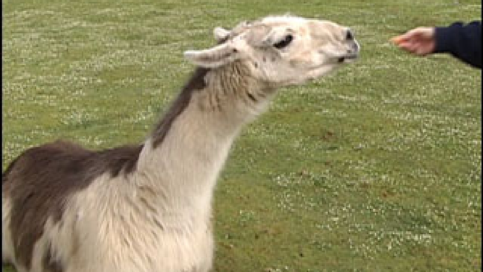 Oregon man sues over 'dangerous' llama, misses court date KATU