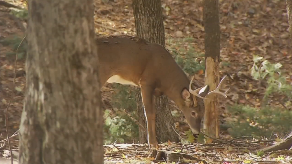 Maine biologists propose 16,600 fewer anydeer permits for 2019 season