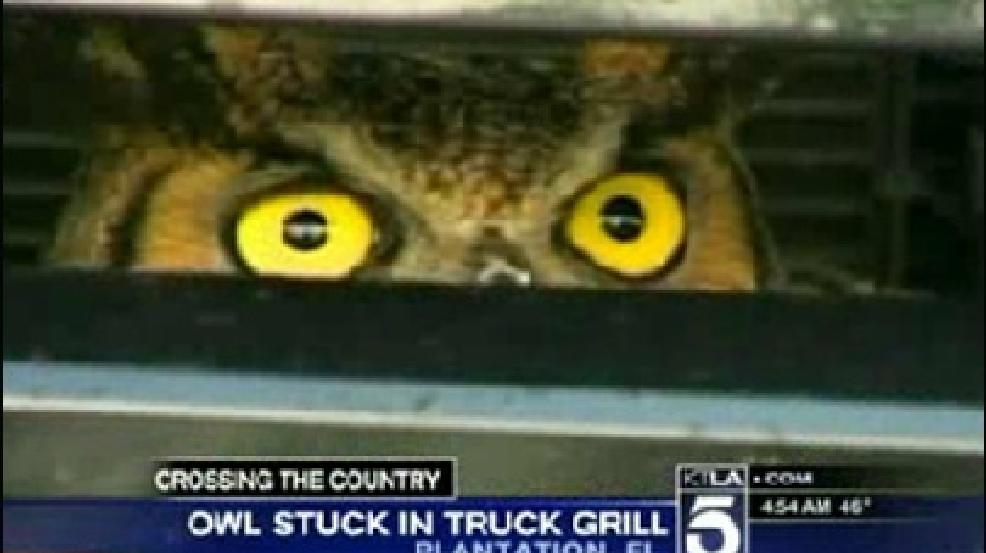 130212_owl_stuck.jpg
