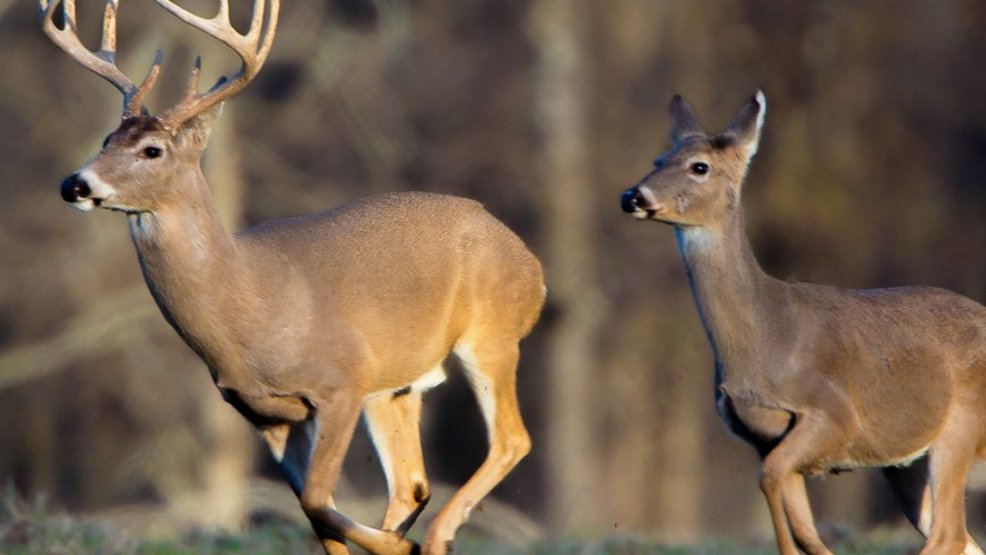 Deer Season Culture in Arkansas KATV