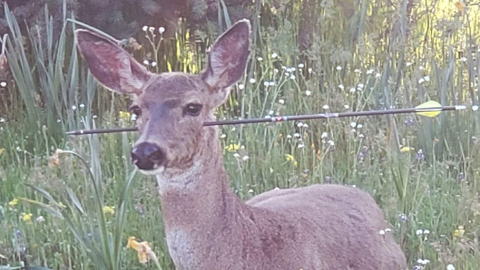 Man Charged With Shooting 2 Live Deer Impaled With Arrows Komo 5102