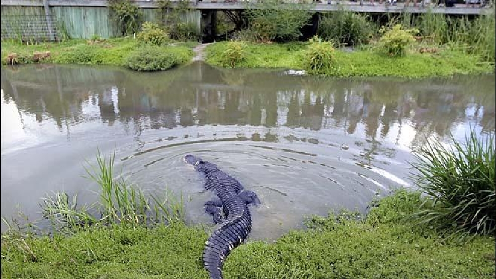 South Carolina accepts applications to hunt alligators WCIV