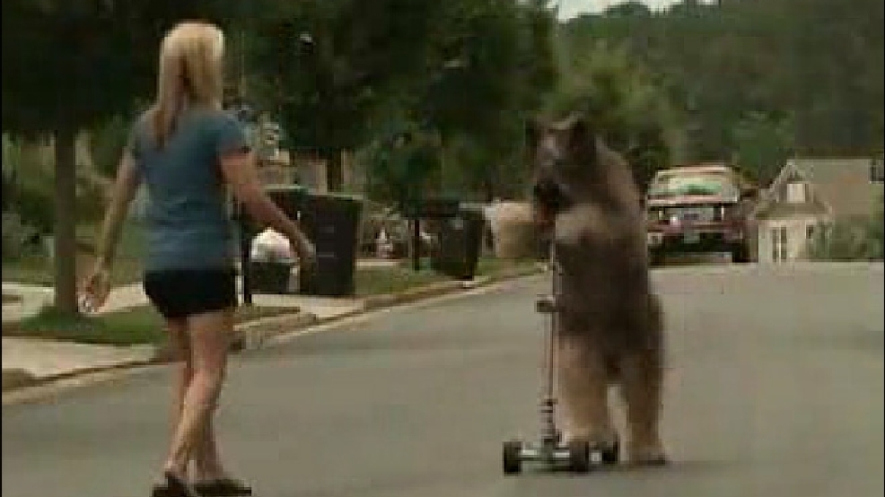 131015_scooter_dog_lg.jpg