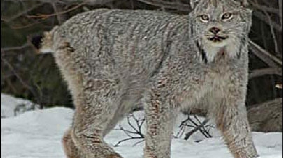 110830lynx405.jpg