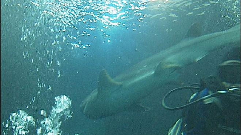 120326swimingwith_sharks660.jpg
