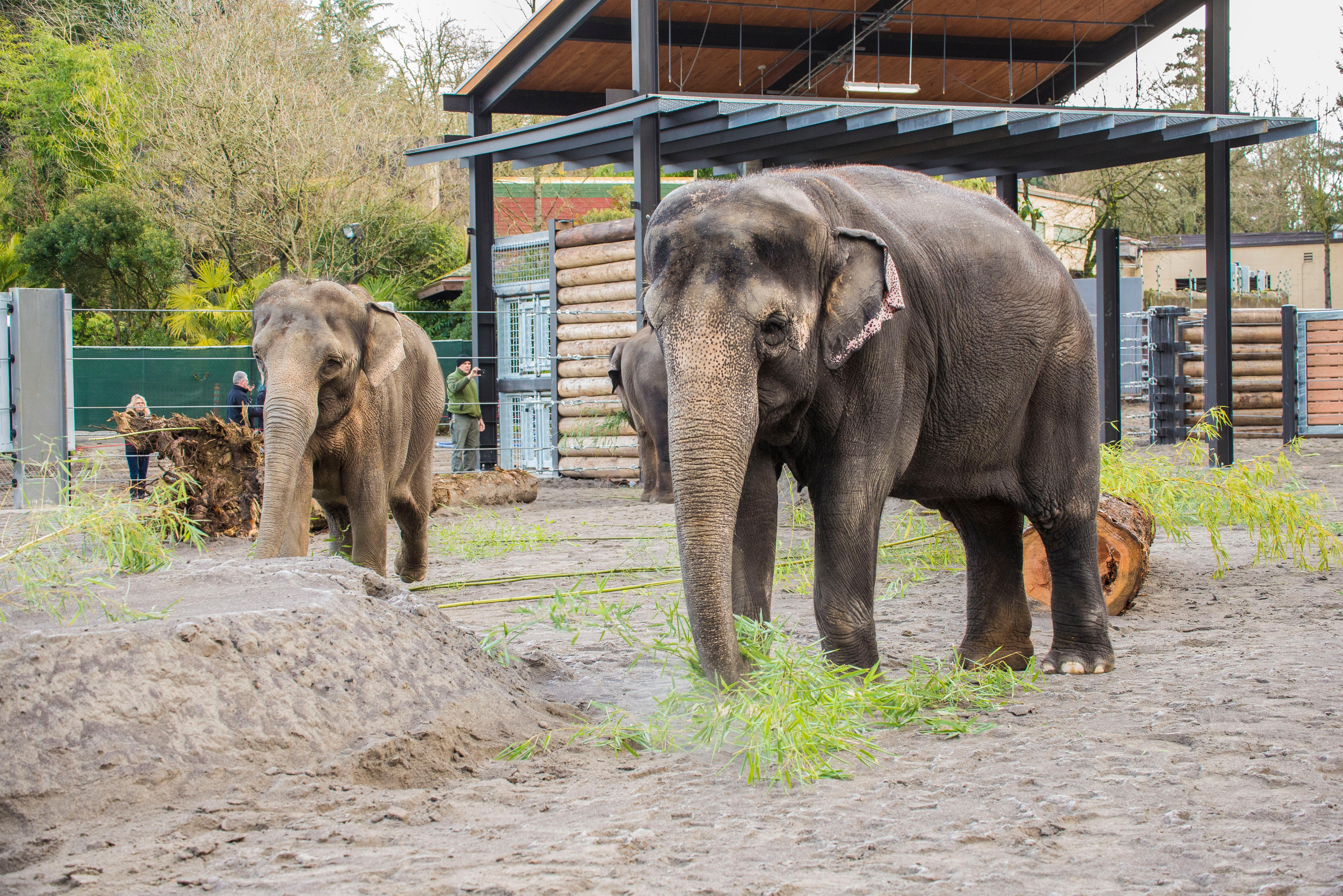 Elephant Lands at Oregon Zoo opens to pachyderms, people | KCBY