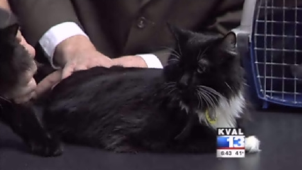 pet_oscar_felix.jpg