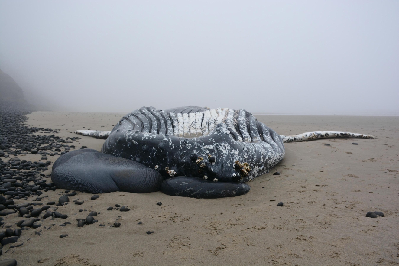 humpback whale carcass washes back up on oregon coast kpic humpback whale carcass washes back up on oregon coast kpic