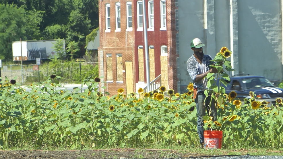 to Tha Flower Factory Vacant East Baltimore lot blossoms into