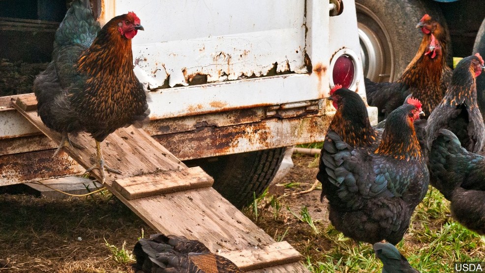 Backyard chickens are giving Tennesseans salmonella, CDC ...