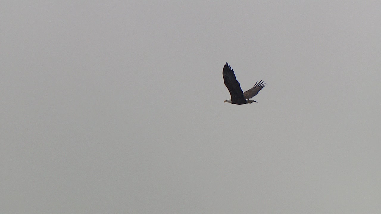 Three bald eagles found shot to death near Tangent, Oregon | KMTR