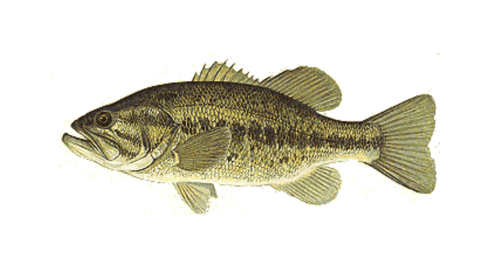 Alabama Dept. of Public Health Don't eat Largemouth Bass from state's