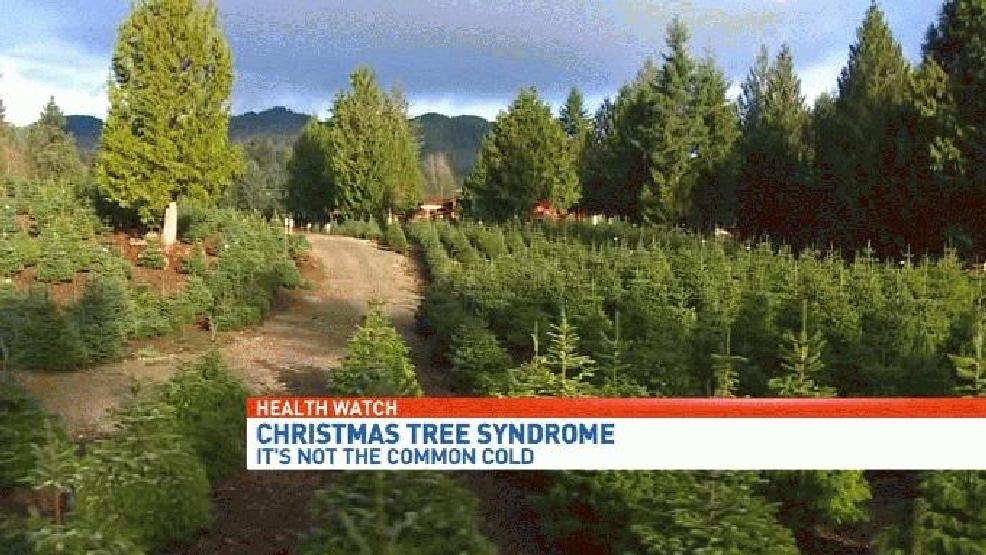 Health Watch Is your Christmas tree making you sick? WEAR