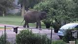 Circus elephant gets loose in Baraboo