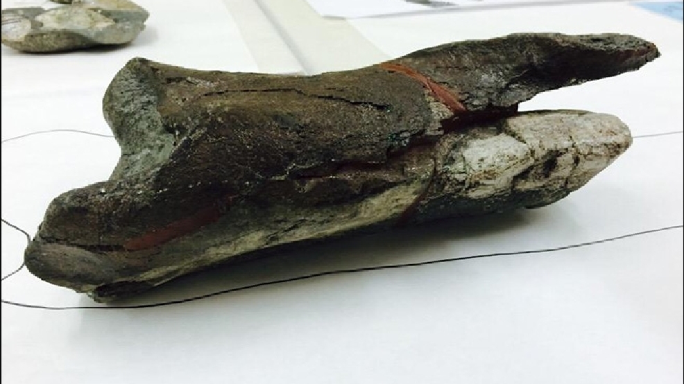 Wash. state's firstever dinosaur fossil found in San Juans KEPR