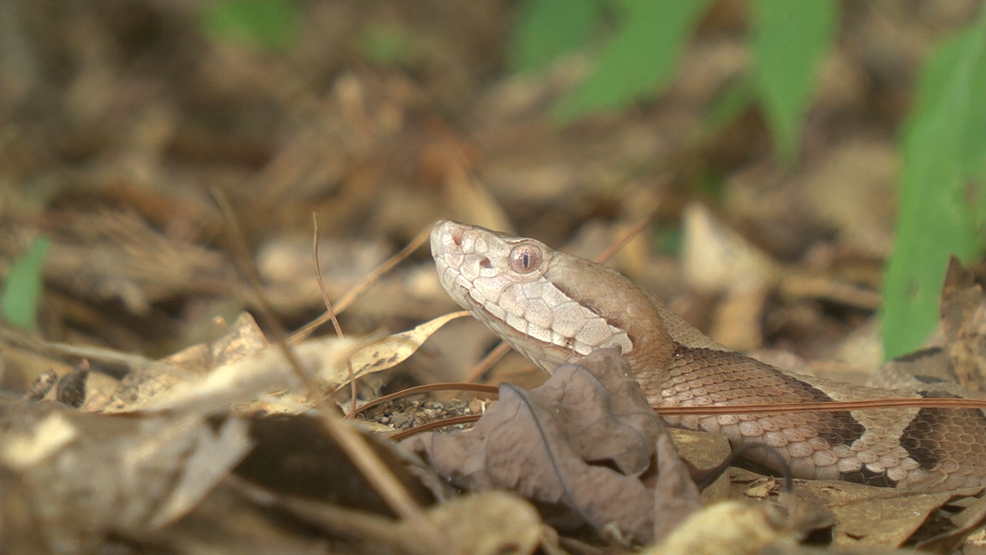 Make Sure Your Yard Doesn T Welcome In Snakes Wgxa