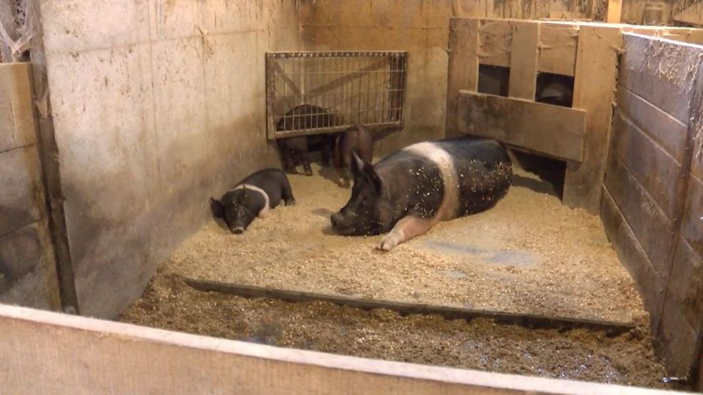Pig Farmer Taken To Court After Zoning Dispute WPBN
