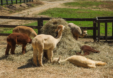 3 Alpaca Farms Near Cincinnati That Every Alpacaholic ...