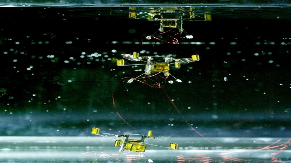 RoboBees Bees.jpeg