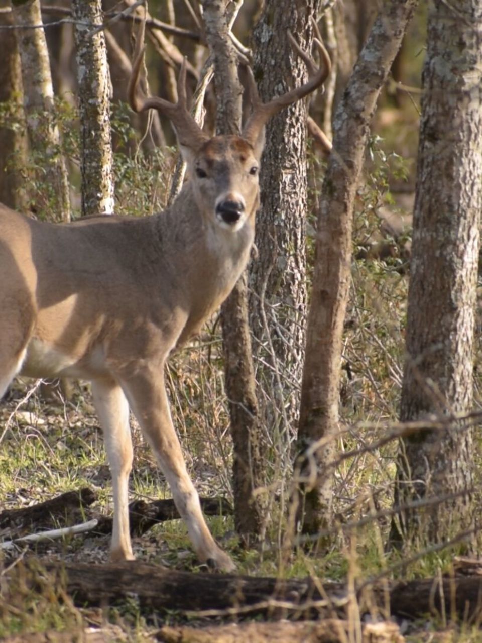 Hunters Looking Forward To Healthy Deer Season Woai
