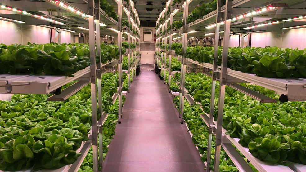 Local hydroponic container farm uses technology to boost sustainability WACH