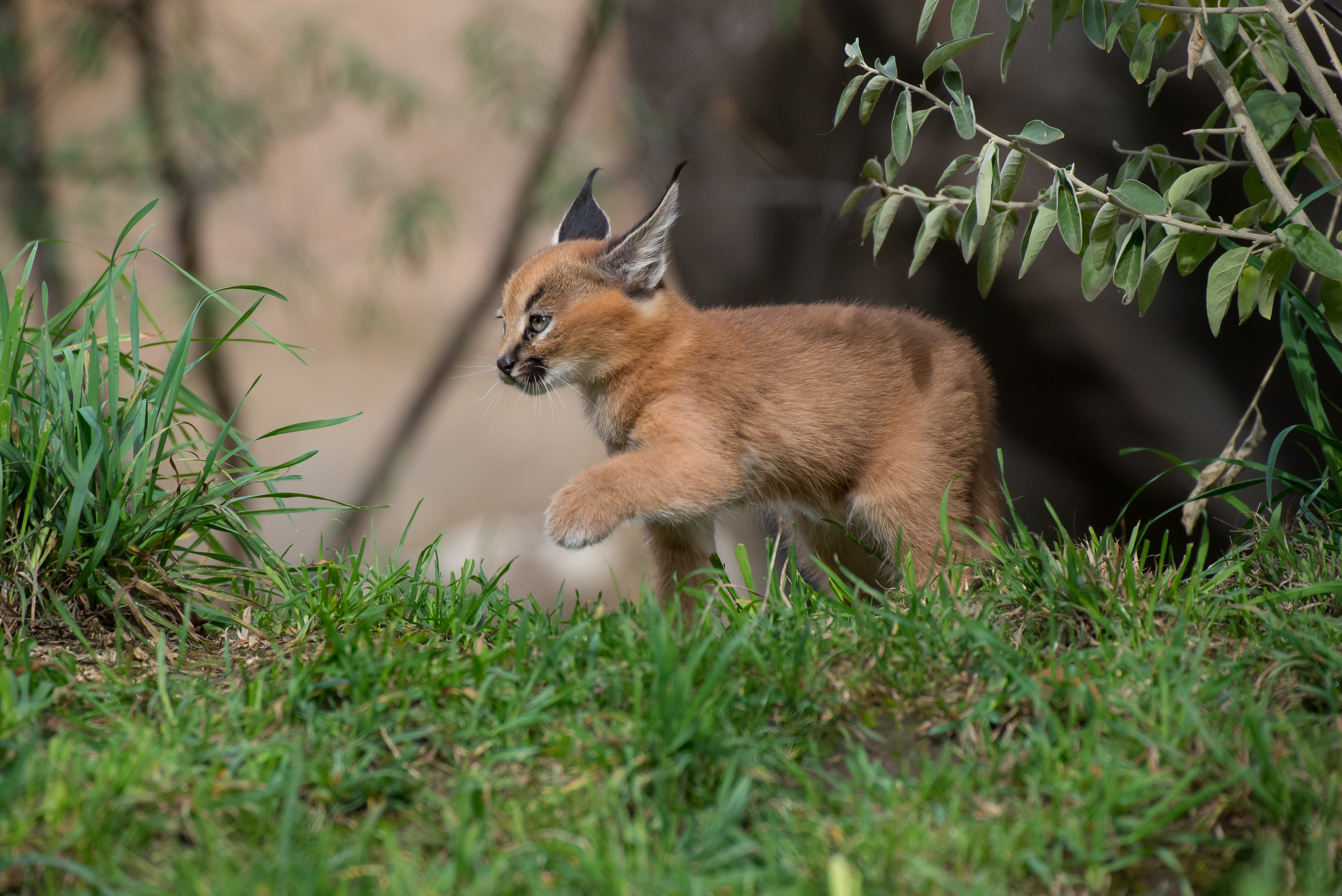 What's a caracal kitten? Cute KVAL
