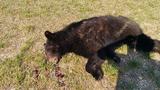 Bear struck, killed on Interstate 75 in Catoosa County Monday