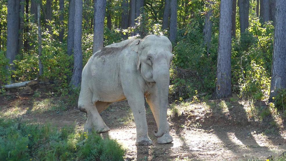 Tennessee Elephant Sanctuary celebrating 'World Elephant Day' | WZTV