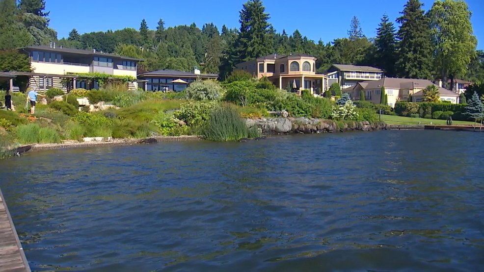 Group Says Lake Washington Habitat Starving From Bulkheads Komo