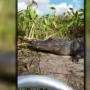 VIDEO: Couple on Florida boat tour has scary encounter with a friendly gator