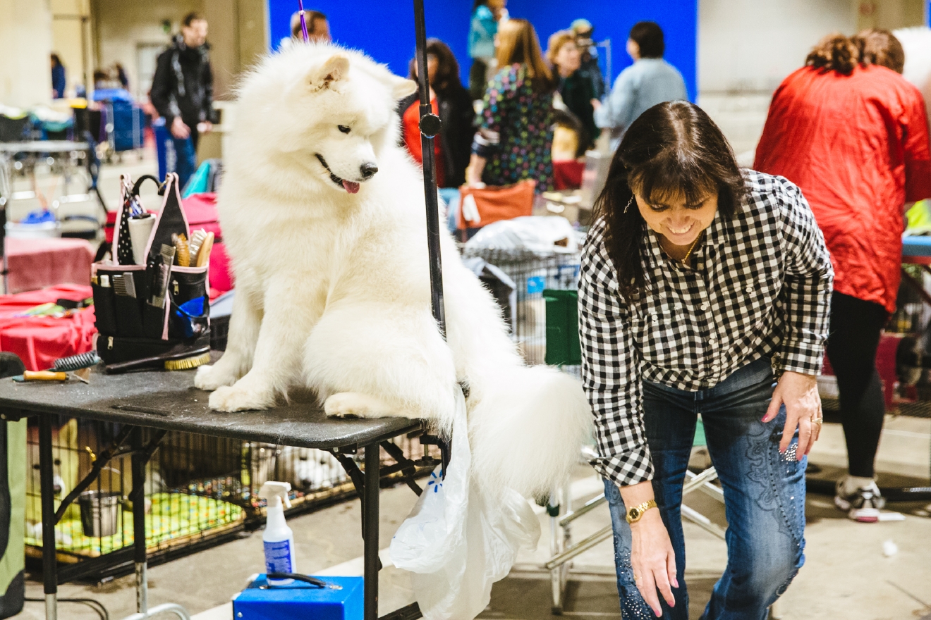 Photos Touring the Grooming Room of the Seattle Dog Show Seattle Refined