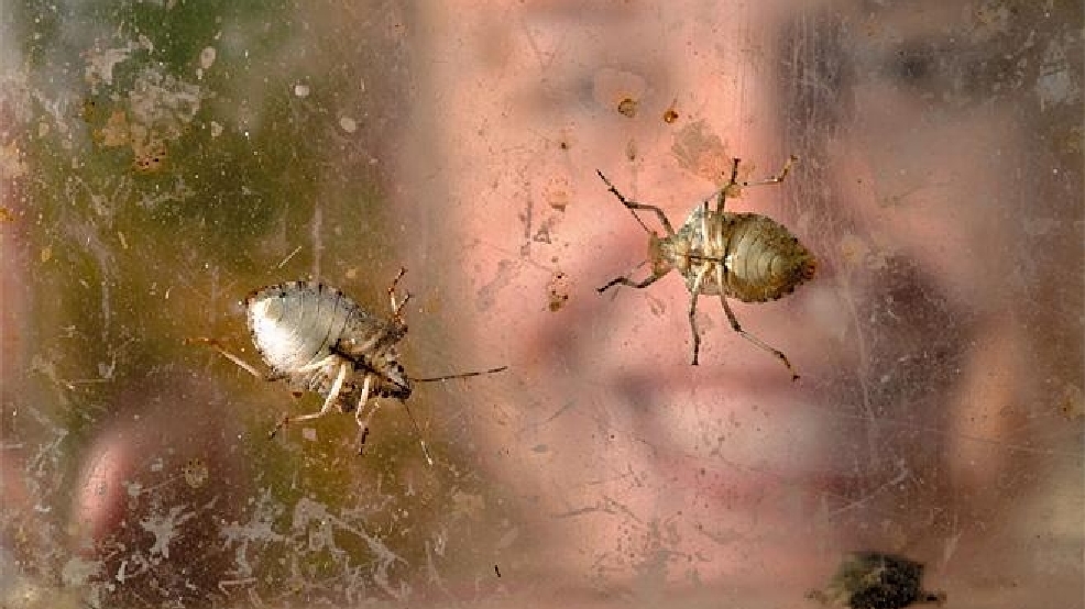 130830stinkbugs660.jpg