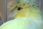 &quot;Trump Bird&quot; draws attention at pet store | WSYX