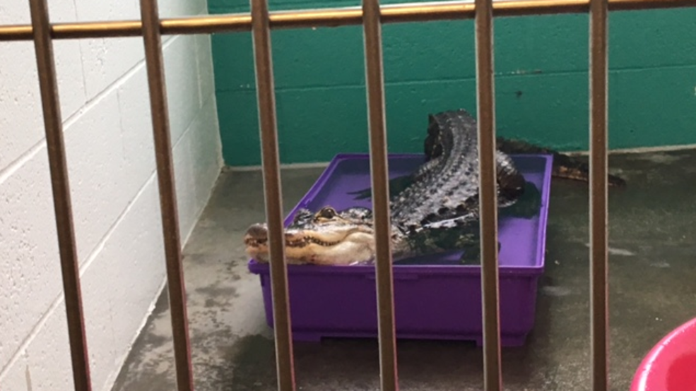 Alligator captured in Pittsburgh neighborhood WJAC
