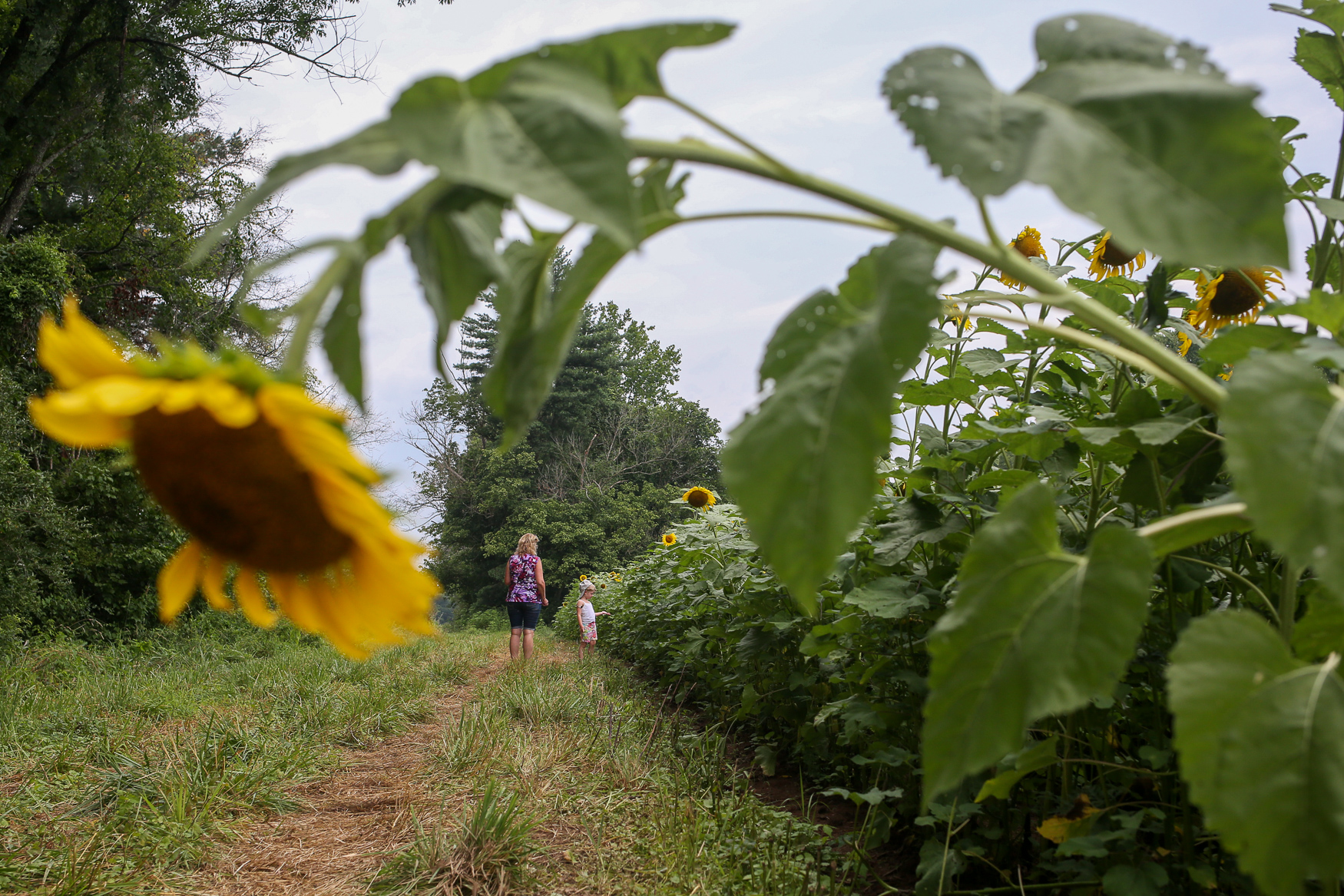This Maryland sunflower field is filled with thousands of stunning blooms DC Refined