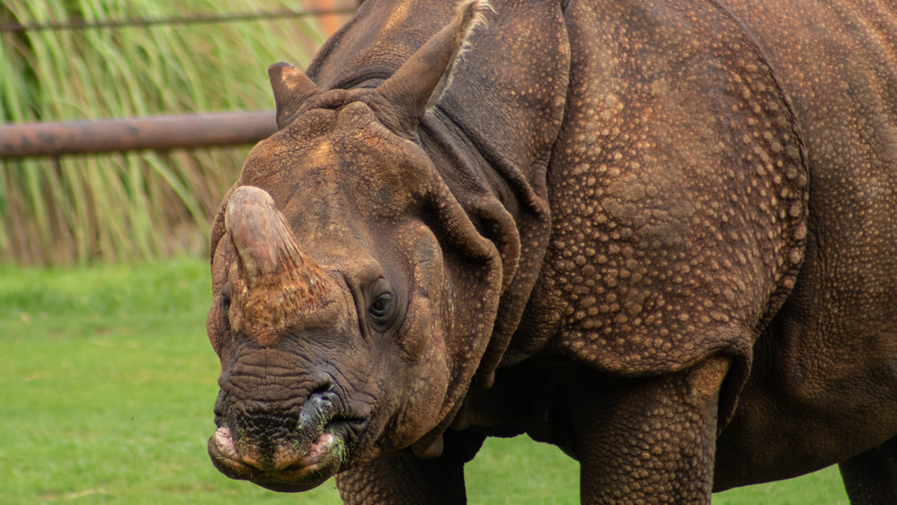 gestation period of rhino