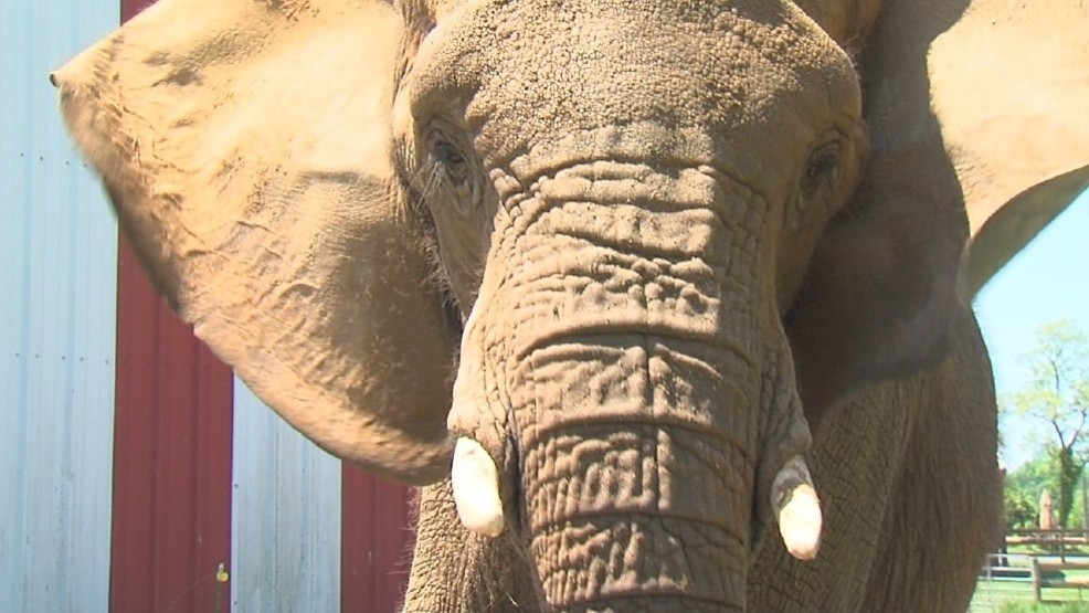 Report New photos & video show animals in distress at Natural Bridge