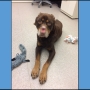 Michigan Humane Society investigates dog's brutal disfigurement