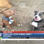 Weslaco man mourns loss of his two pit bulls that were shot and killed by a neighbor