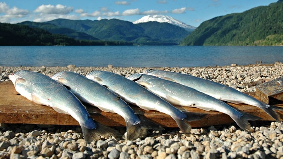 Tips for catching kokanee 'They're not like a rainbow' KATU