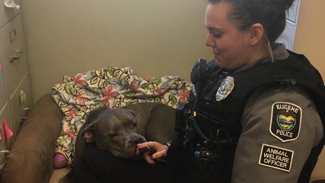 Police: Dog recovering from stab wounds will need a new home