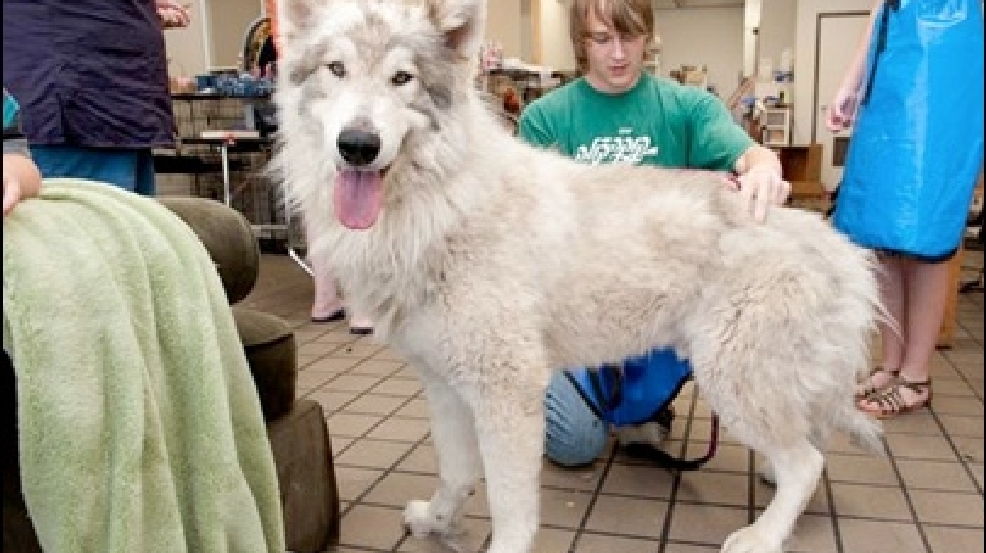 130606_mystery_dog.jpg