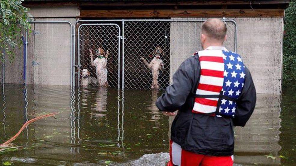 Reporter Helps Rescue 6 Dogs Trapped In Flooded Cage In North Carolina Reporter Helps Rescue 6 Dogs Trapped In Flooded Cage In North Carolina
