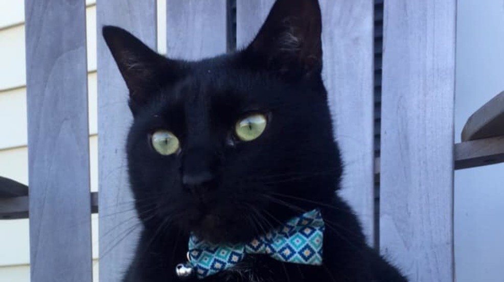 (image: WPMI) NBC 15 All-American Pet Photo Day gallery.j (image: WPMI) NBC 15 All-American Pet Photo Day gallery.j.jpg