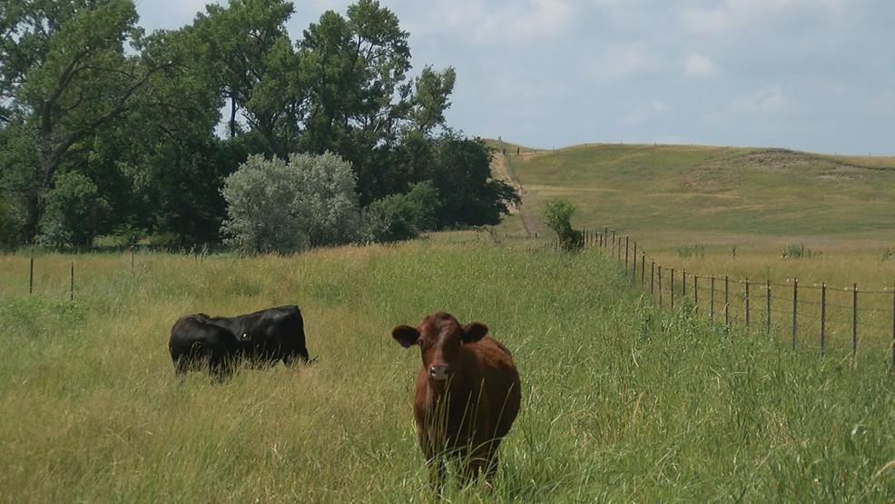 UNL researchers are tracking movements in cattle to improve beef production - NTV