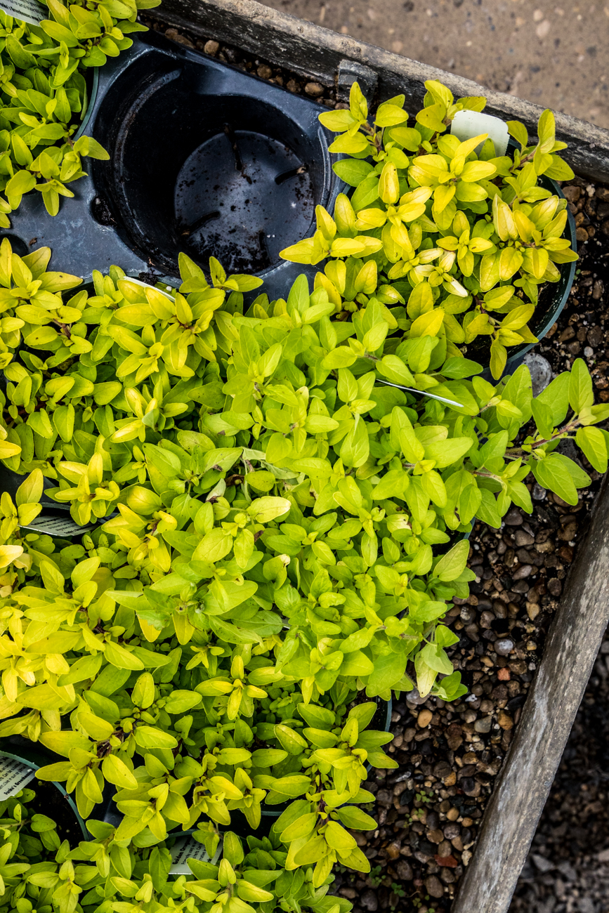 10 Awesome Garden Centers That Are Ready to Help Your Yard Flourish