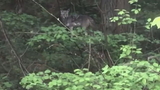 Pet owners take warning: Dog recovers after being attacked by coyote in Edmonds