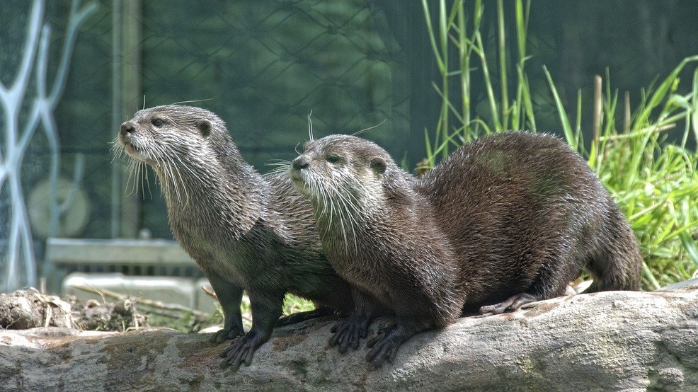 3 North American river otters kidnapped from North Carolina sanctuary