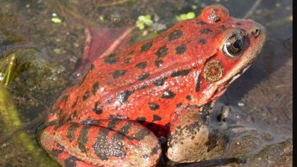 Redlegged frogs thriving in Yosemite after long absence KRNV