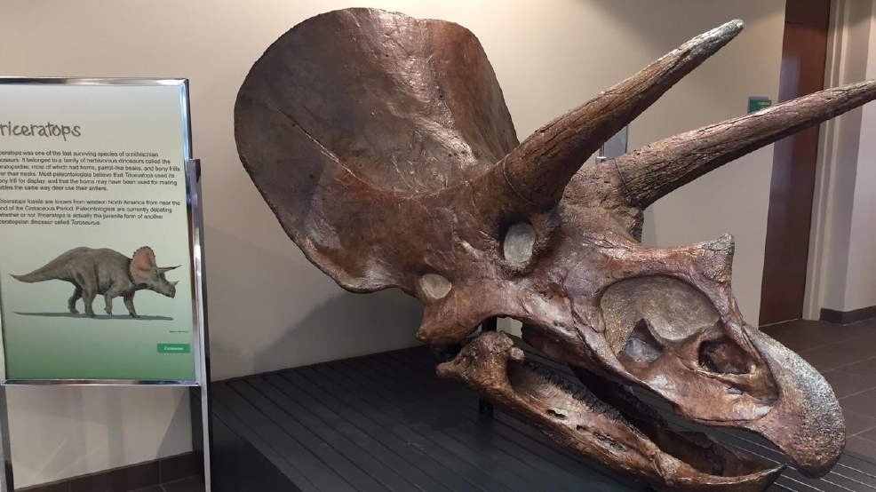 big john triceratops skeleton